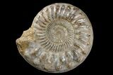 Huge, Jurassic Ammonite Fossil - Madagascar #166001-1